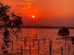 -宝安西湾红树林湿地公园