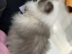 -喵的天空名猫咖啡馆·撸猫·猫舍·用品