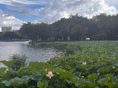 -荔湾湖公园