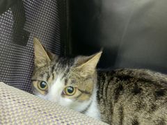 -瑞鹏宠物医院·宠保定点·心脏科·内科(御桥分院)