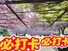 -嘉定紫藤园
