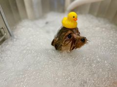 -comecome来吧宠物(奥克斯中心店)