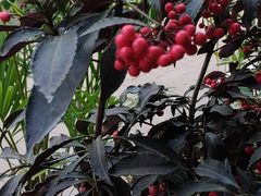 -陆地游轮吉林神农温泉