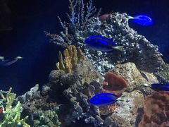 -悉尼海洋生物水族馆