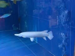-中环花鸟鱼虫市场
