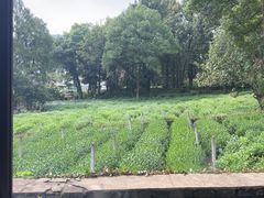 -野蔓果·山野菜(西湖景区·龙井茶田店)