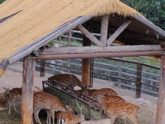 -青藏高原野生动物园