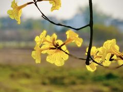 -天适樱花悠乐园
