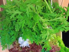 -千牛将·鲜牛肉火锅(开元路店)