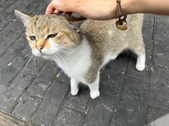 -岳季煎饺