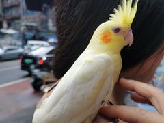 -青石桥花鸟鱼虫市场(叠翠城店)