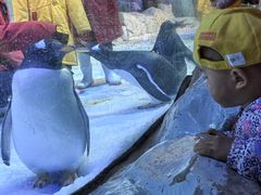 -芜湖新华联大白鲸海洋公园