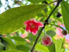 -东山雕花楼