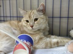 -喜多萌中农锦绣动物医院24H·猫科·牙科MRI·CT