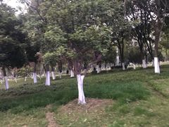 -后襄河公园