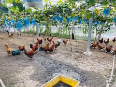 -马陆小张葡萄园农家乐