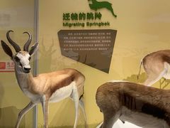 -陕西自然博物馆