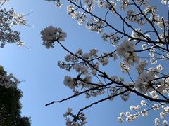 -高东镇樱花园