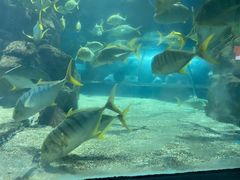 -青岛海底世界-水族馆
