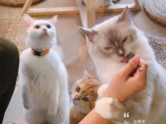 -Heymao猫咖.咖啡厅(东门店)