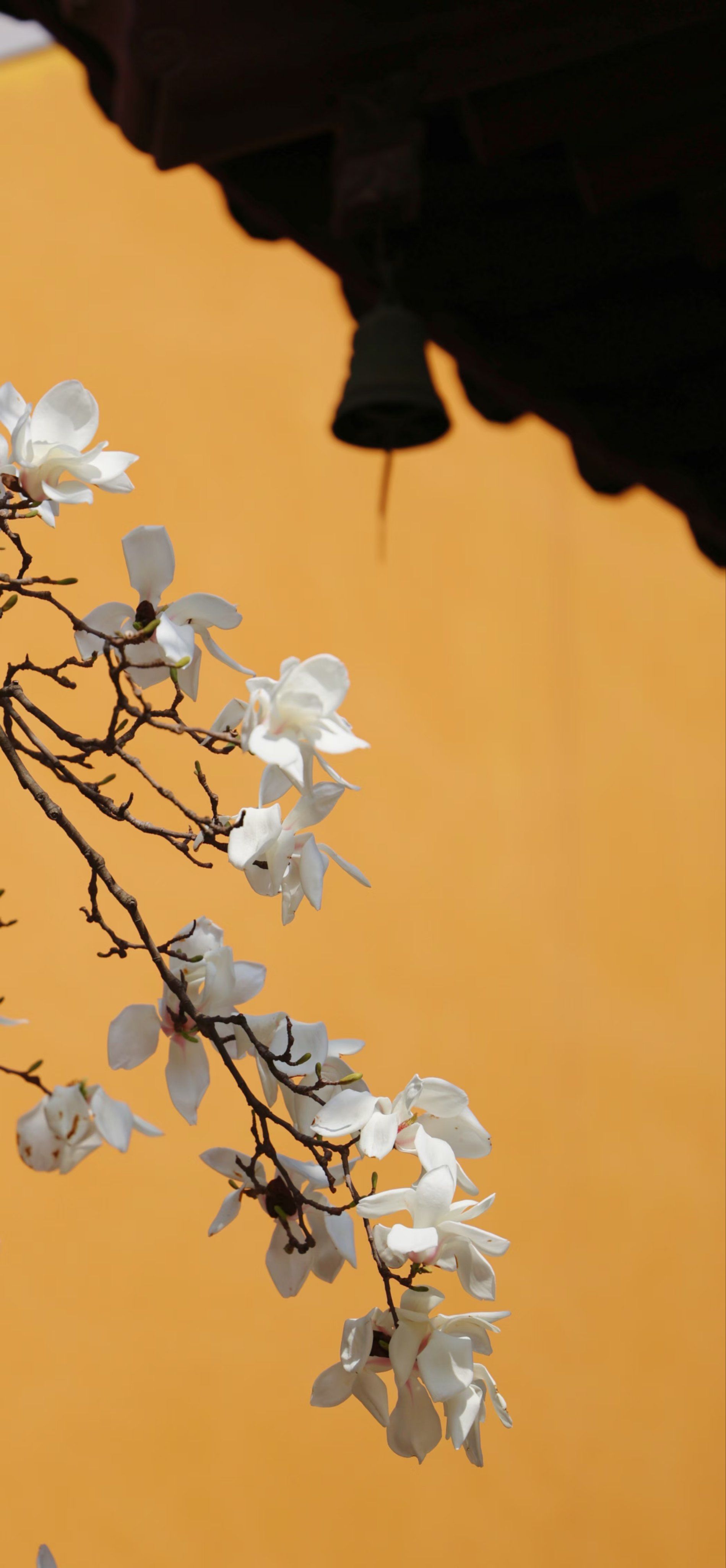 灵谷寺的玉兰花