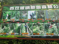 -西双版纳原始森林公园