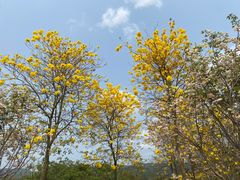 -天适樱花悠乐园