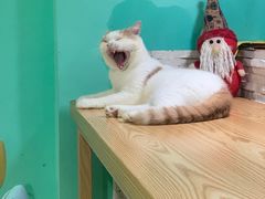 -猫在这儿猫咪咖啡馆·撸猫馆