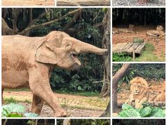 -广州长隆野生动物世界