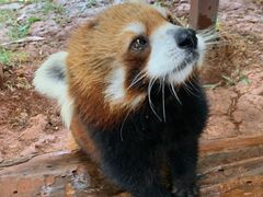 -云南野生动物园