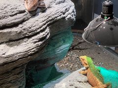 -帕帕拉兹宠物(亚洲旗舰店)