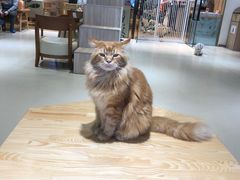 -藏猫猫咖啡主题馆(中央大道店)