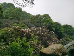 -梧桐山风景名胜区