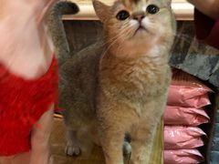 -猫色咖啡·猫咖