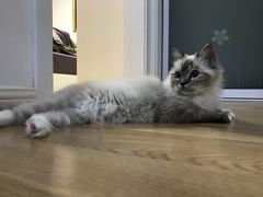 -Bastet sally猫舍购宠(静安店)