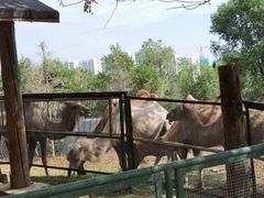-青藏高原野生动物园