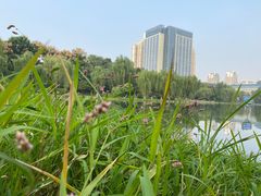 -后襄河公园