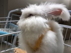 -怪兽屋·羊驼·猫咖·狗咖(俊华广场店)