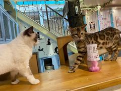 -猫小院猫主题咖啡厅(北锣店)