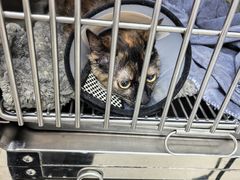 -凯瑞希宠物医院·狂犬免疫·微创·皮肤科