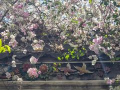 -深圳国际园林花卉博览园