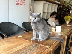 -吉丁鸟咖·异宠·寄养
