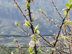 -广州市流溪河国家森林公园