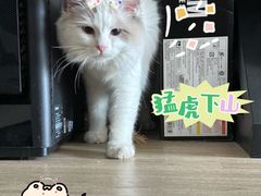 -翊宠yipet猫狗购宠庄园犬舍•猫舍