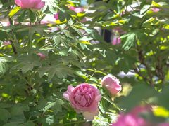 -洛阳市隋唐城遗址植物园