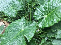 -三圣花乡旅游区