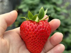 -大自然农场蔬菜草莓采摘园