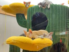 -帕帕拉兹宠物(亚洲旗舰店)