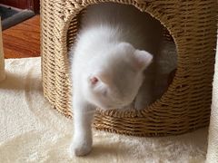 -宠颐生汉谟拉比宠物医院