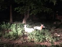 -清迈夜间动物园